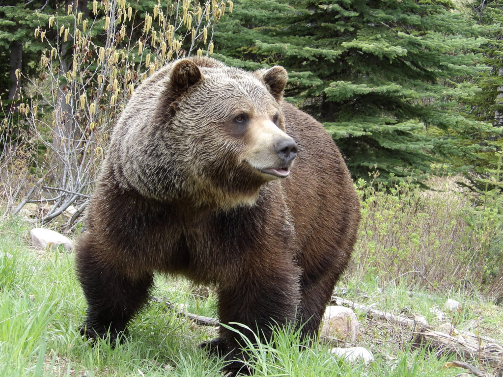 The Lair Of The Grizzly Bear - Calgary Guardian