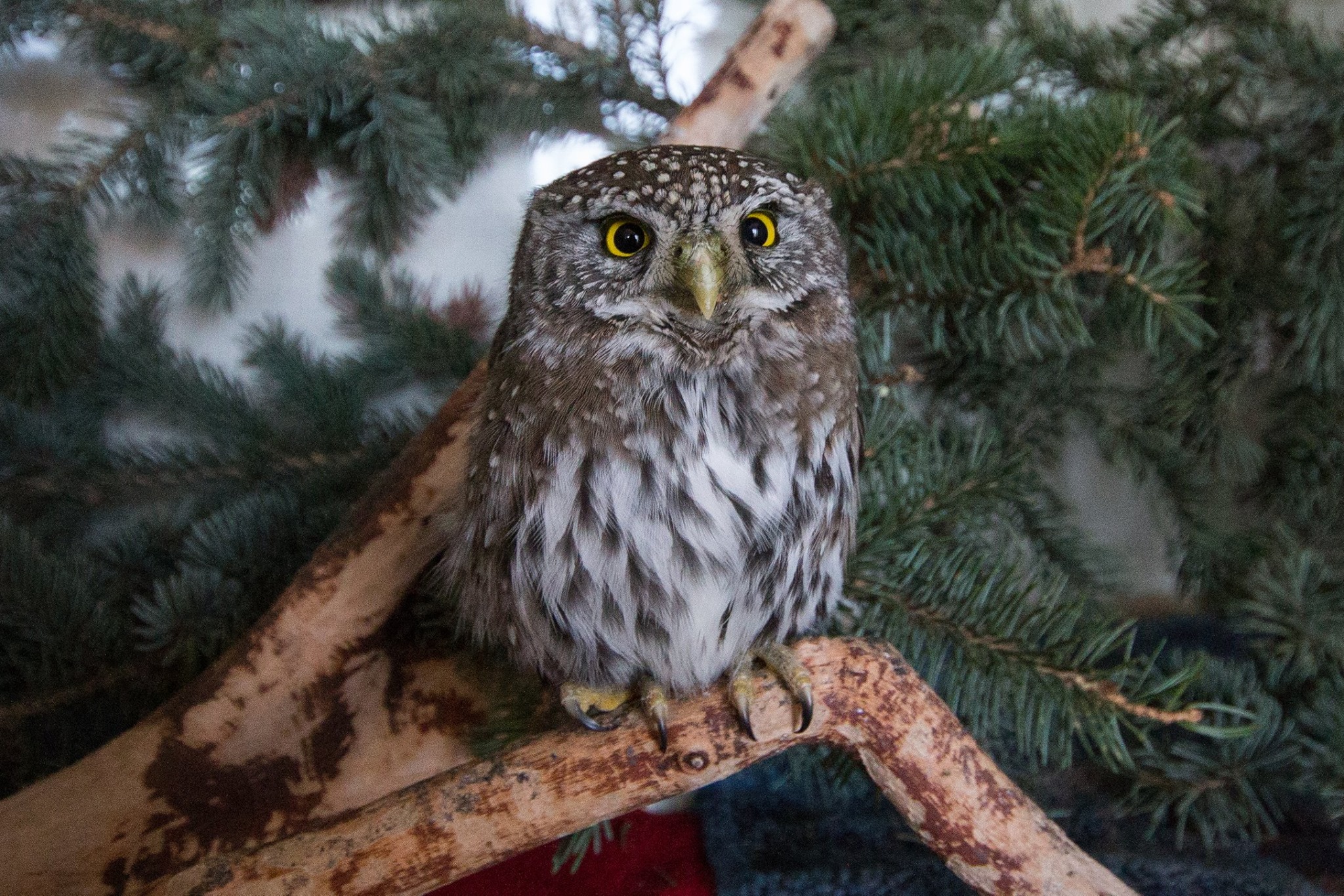 Northern Pygmy Owl – New Feature Image
