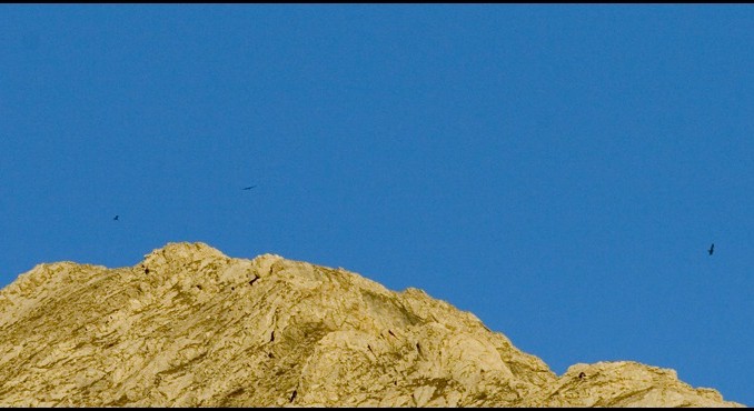 003 - Golden Eagles over Mt. Patrick (Joel Duncan)