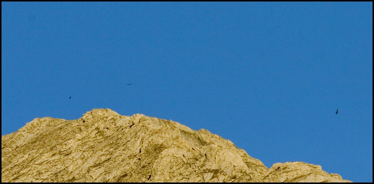 003 – Golden Eagles over Mt. Patrick (Joel Duncan)