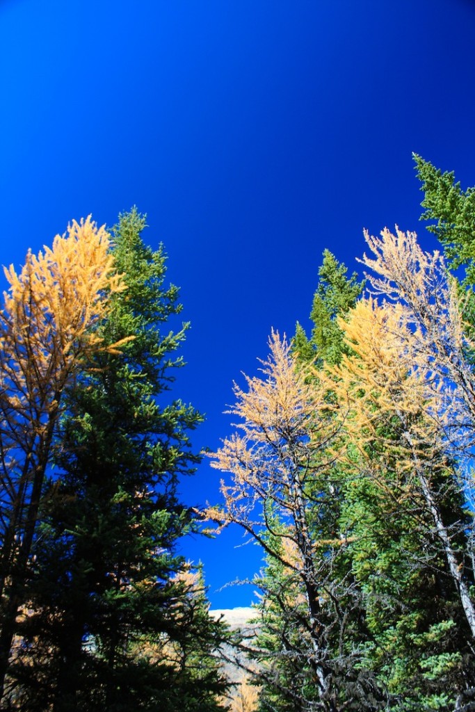 003 - Larch Trees