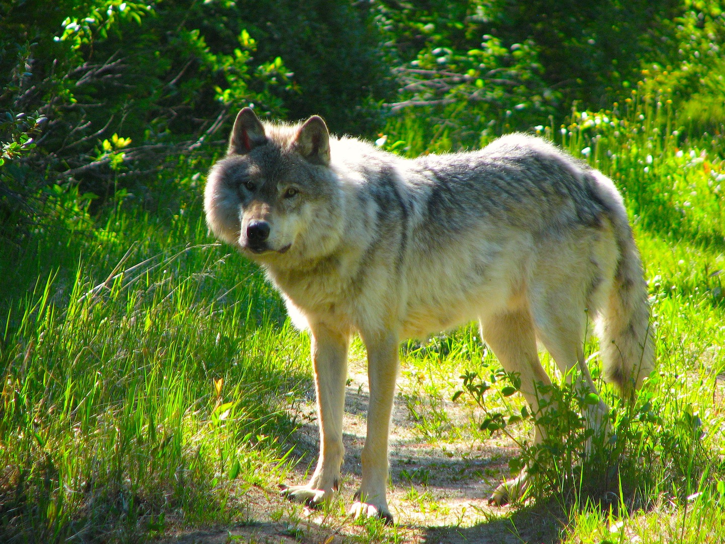 Walking With Wolves