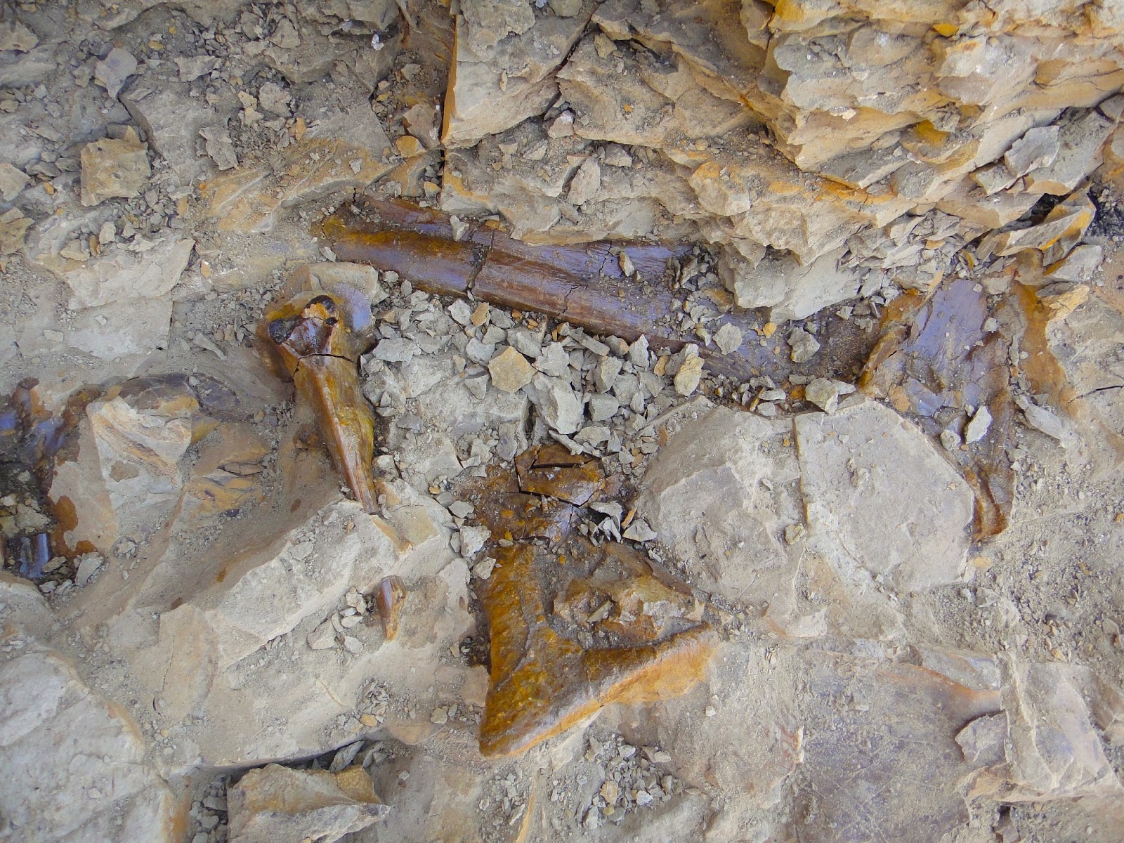 008 – Centrosaurus Bones