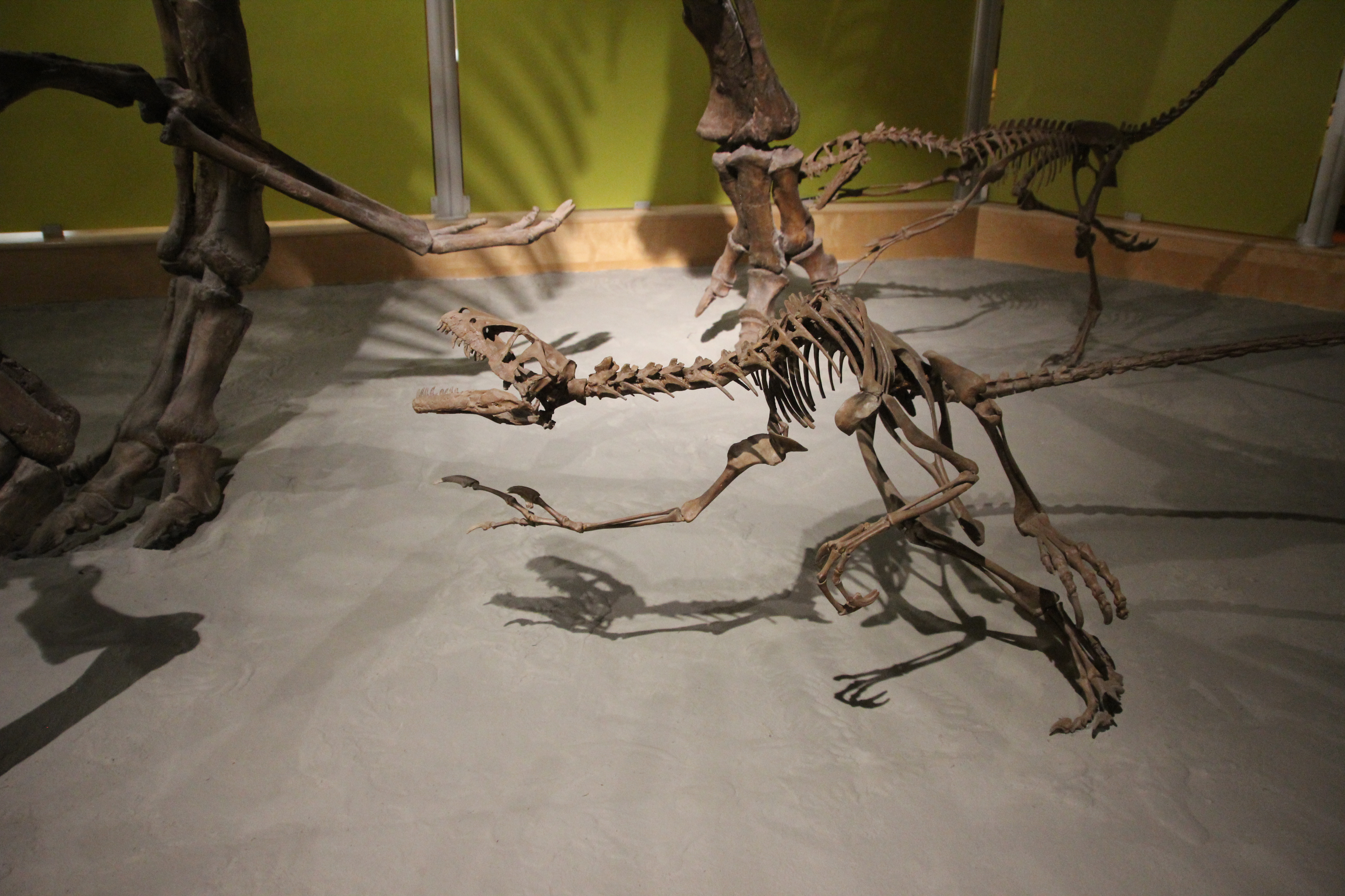 Feature Image – Dromaeosaurus Skeleton