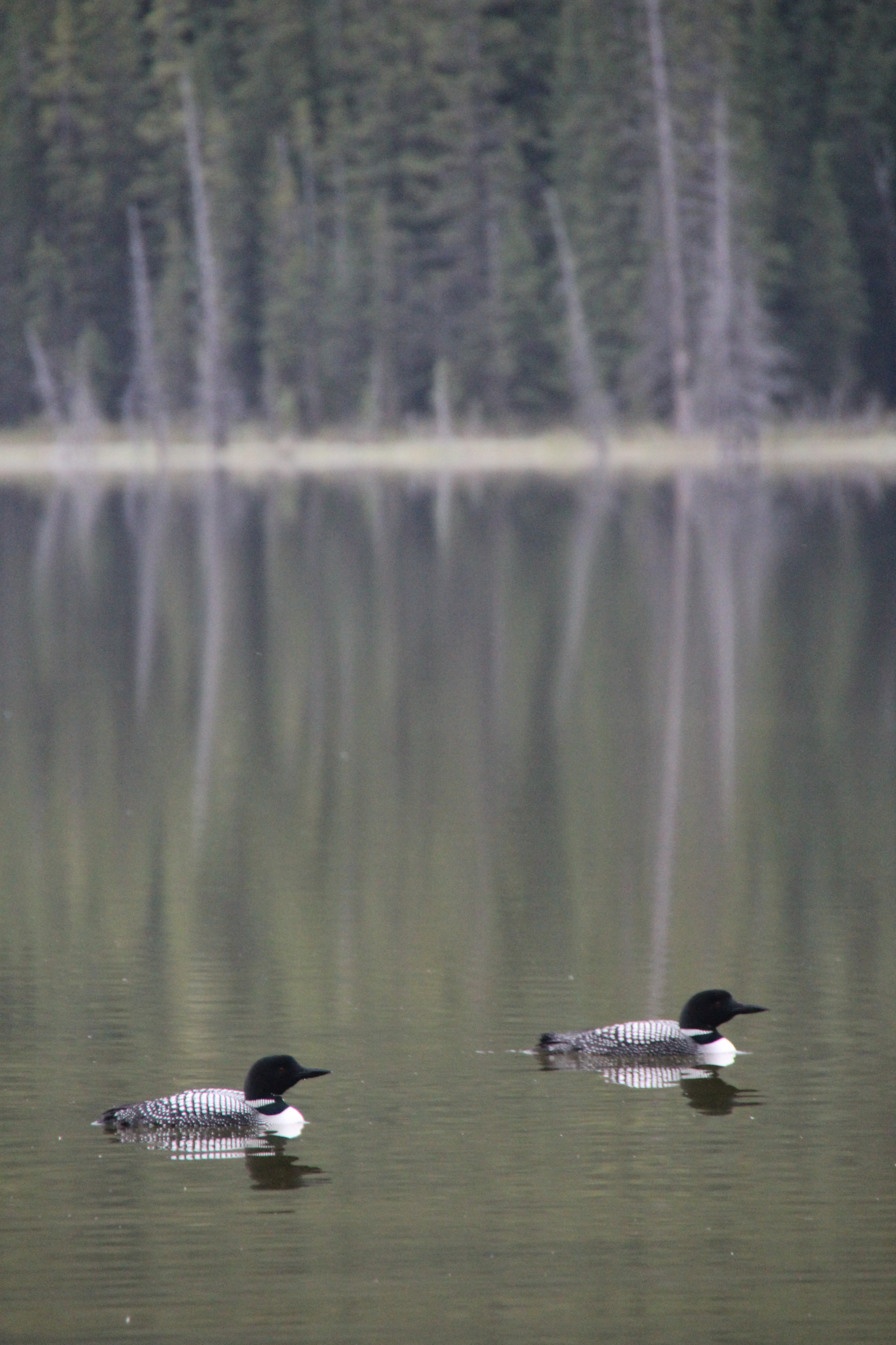 Feature Image – Loons