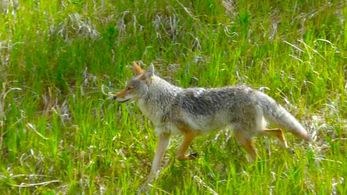 Coyote