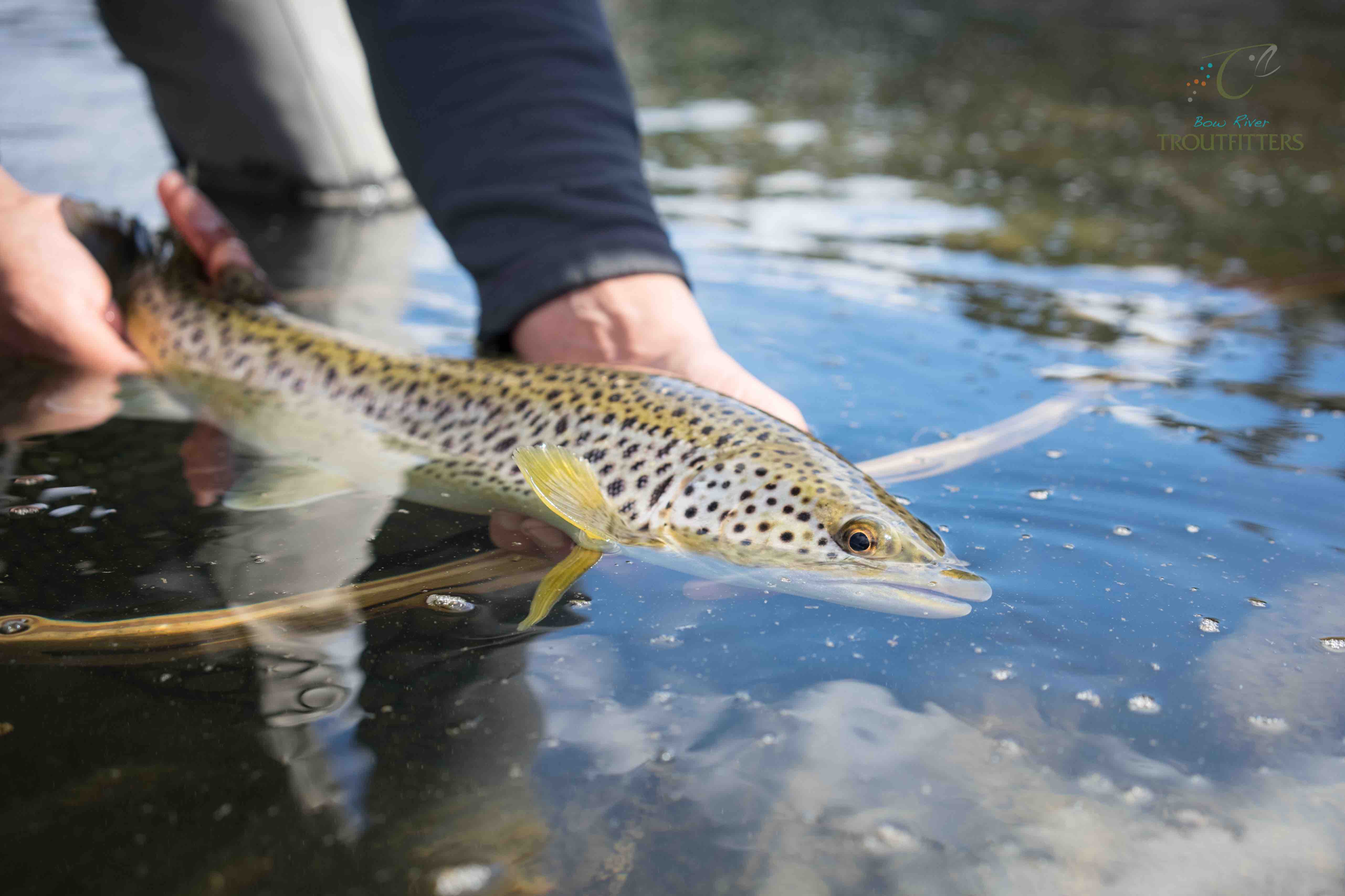 Site Map for Bow River Fly Fishing Company, Calgary Alberta