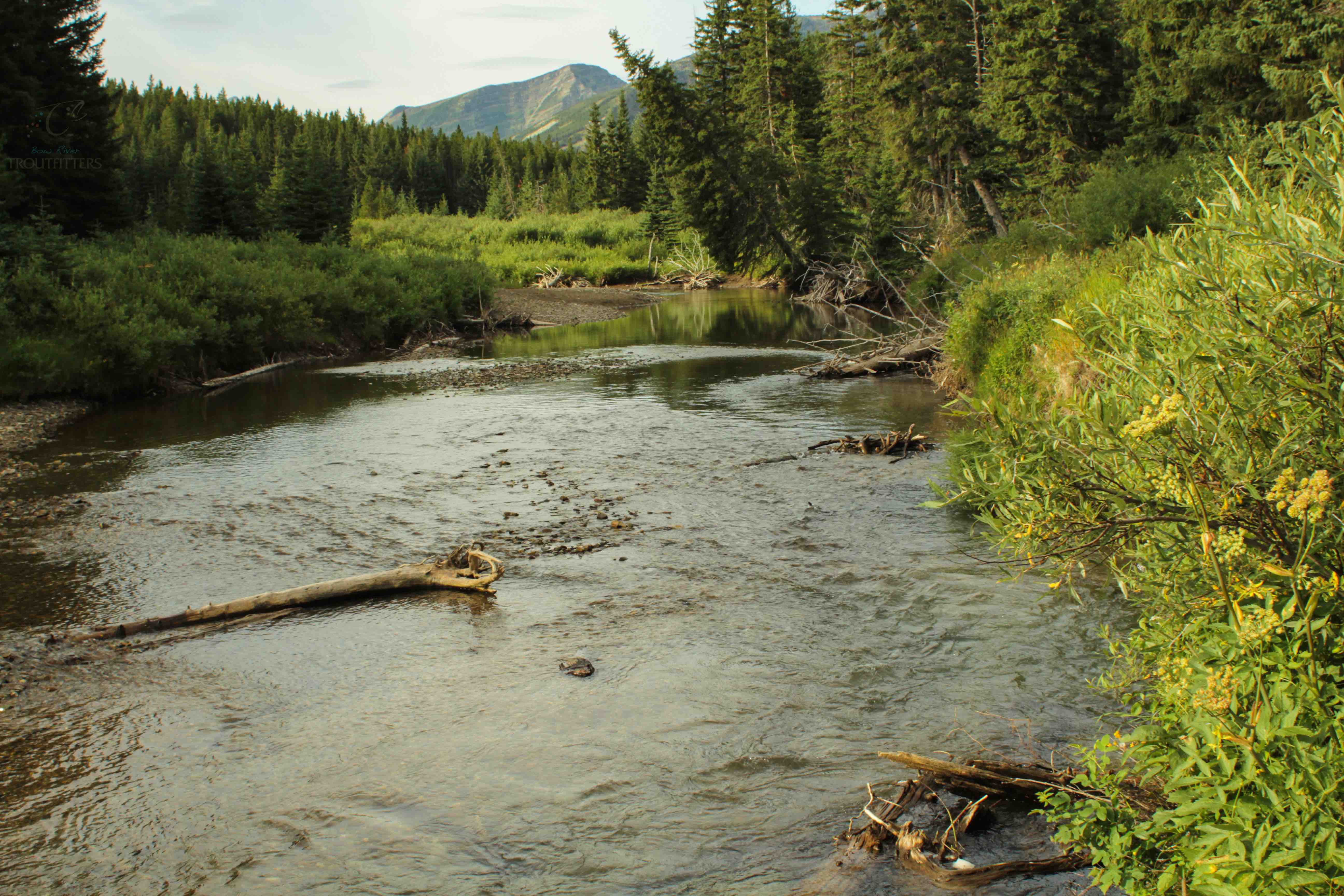 Bow River Troutfitters