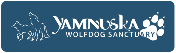 Yamnuska-Wolfdog-Sanctuary