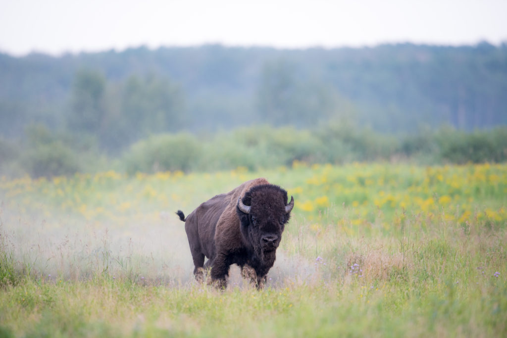 Legend of the White Bison