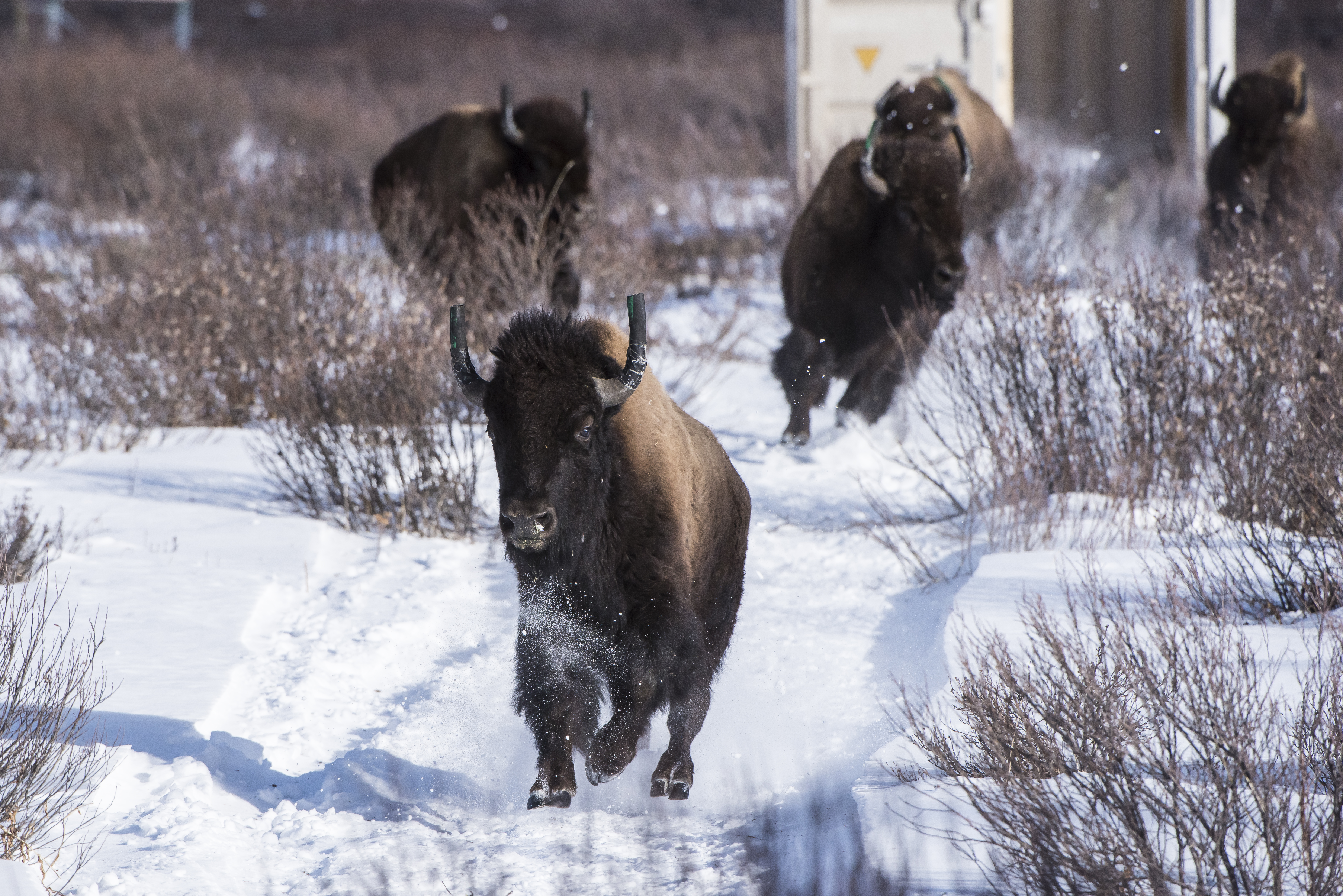 Banff bison translocation 2017. Dan Rafla / © Parks Canada