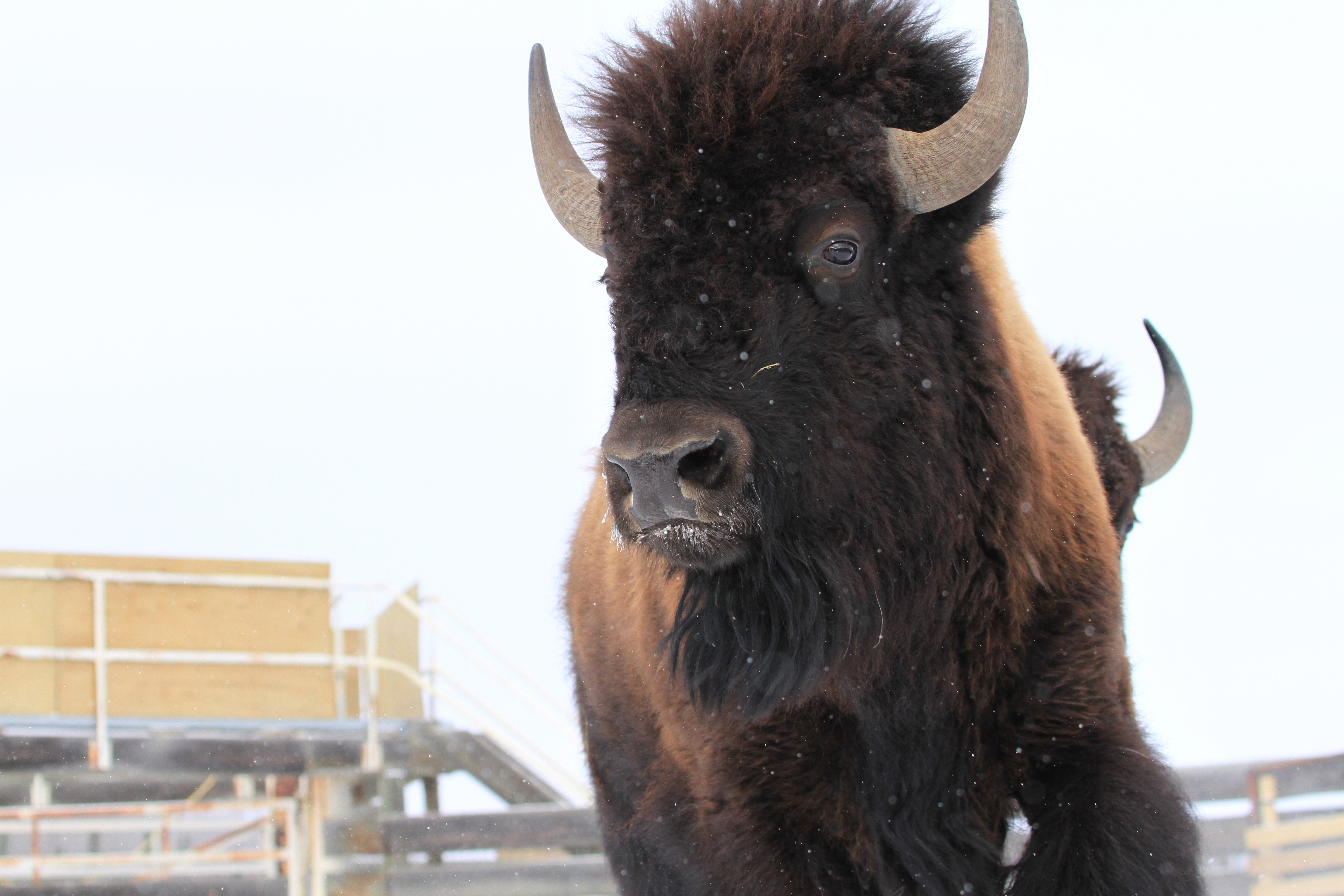 Banff Bison Translocation 2017