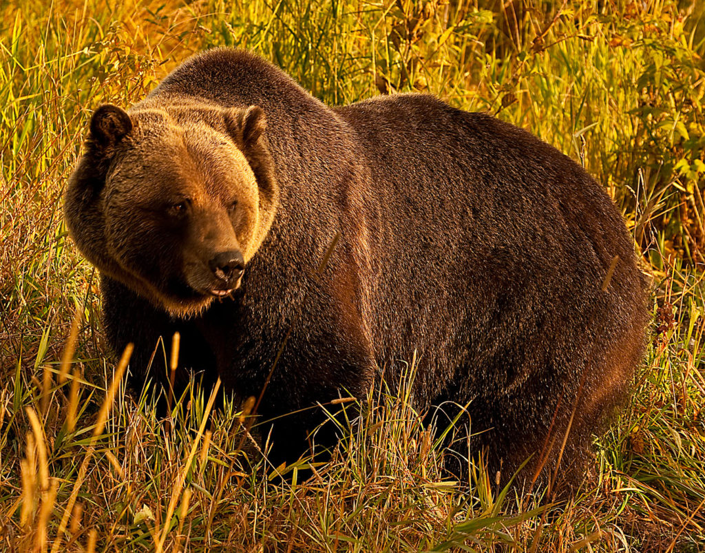 The Lair of the Grizzly Bear