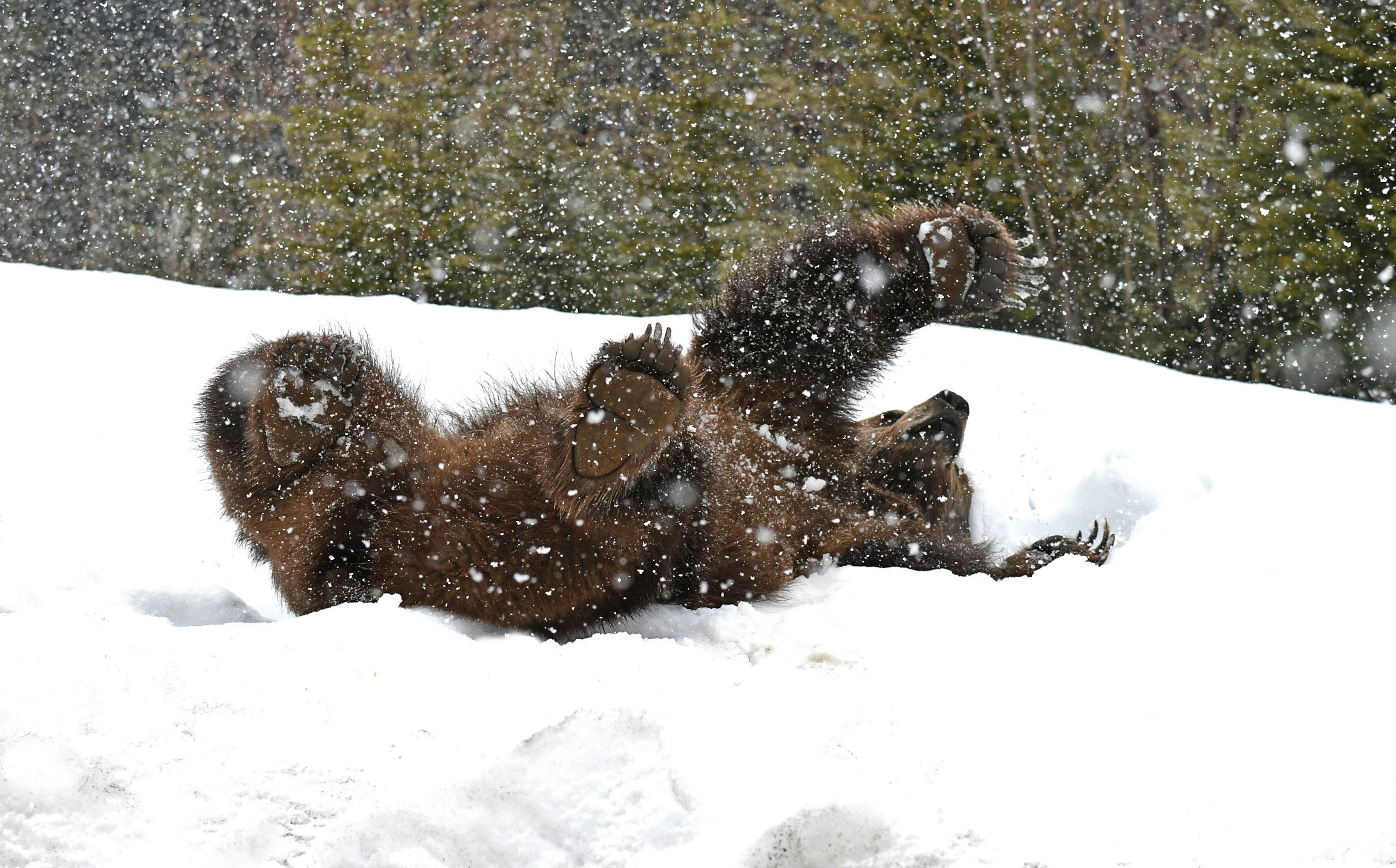 Spring Grizzly _43