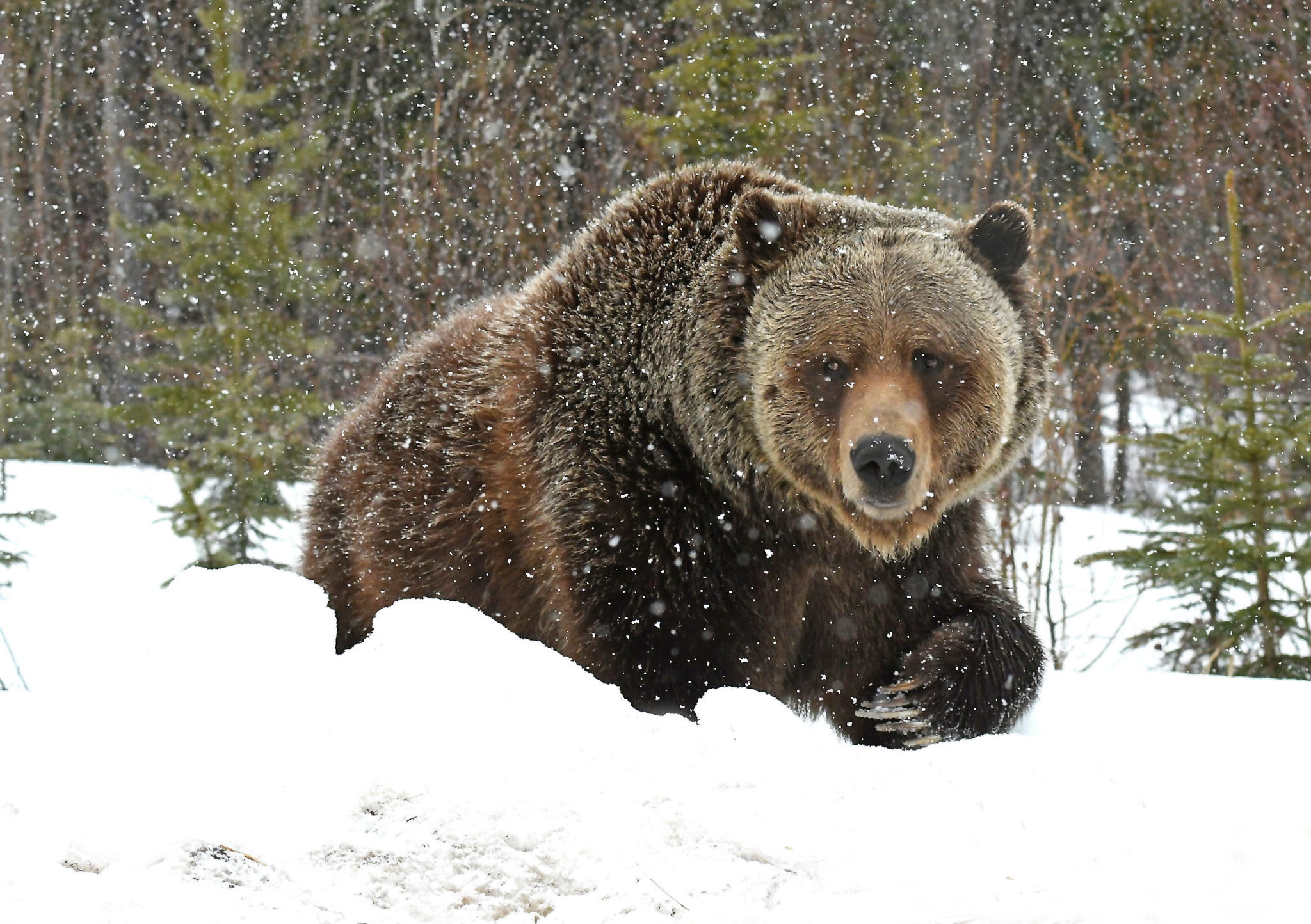 Spring Grizzly _54