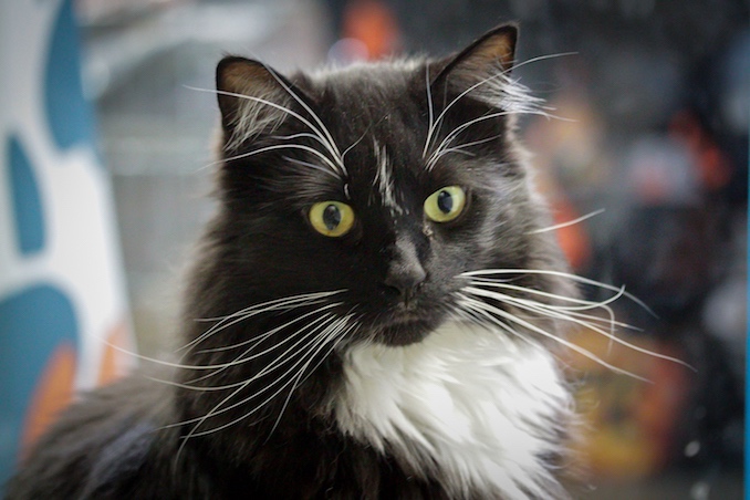 Tux the Cat - Calgary