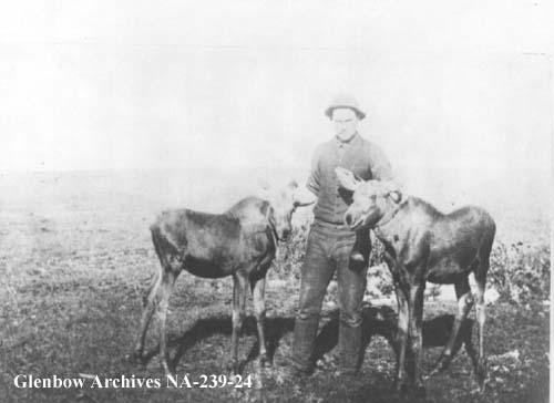 Wildlife alberta history photographs