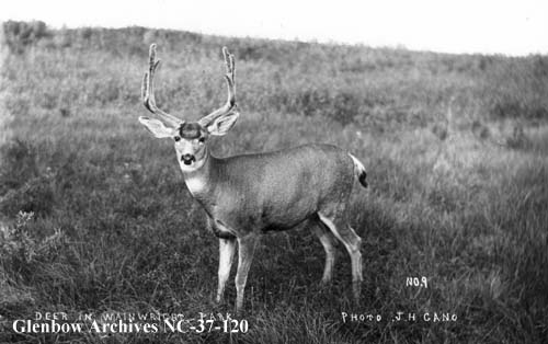 Wildlife alberta history photographs