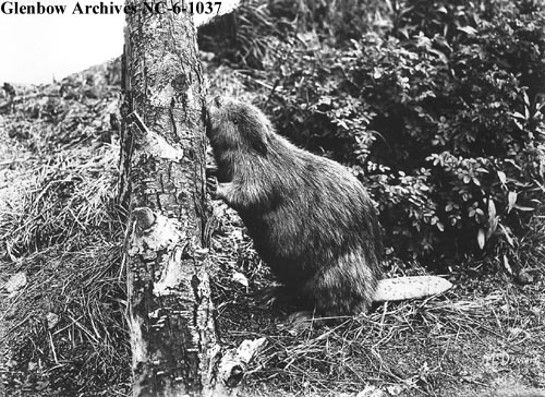 Wildlife alberta history photographs