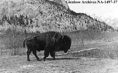 Historical Wildlife Photos From Across Alberta