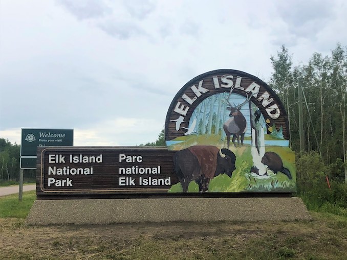 Bison of Elk Island