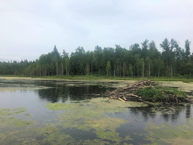 Bison of Elk Island 3