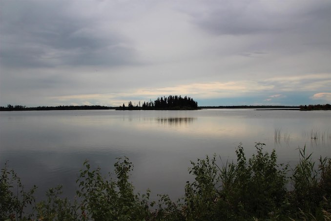 Bison of Elk Island 5