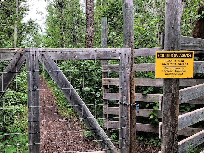 Translocation of Elk Island National Park Bison 