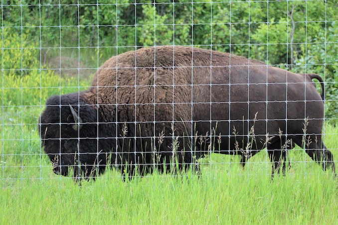 Bison of Elk Island 9