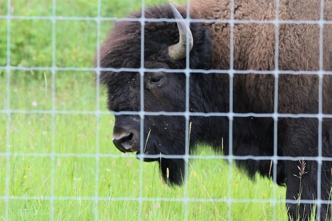 Bison of Elk Island 10