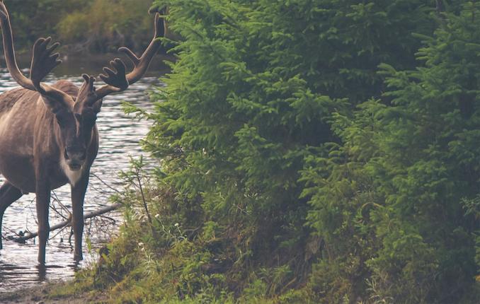 Alberta Wilderness Association - Caribou