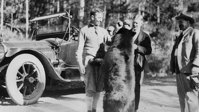 old photographs of bears