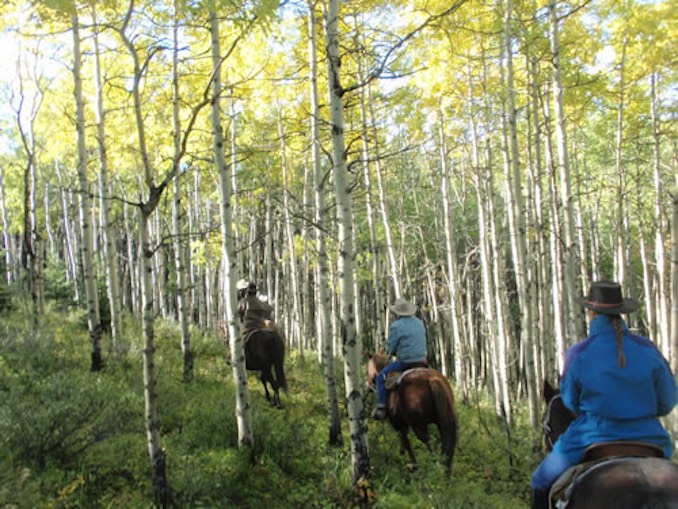 Wild Jobs Part Thirteen: Horse Rancher