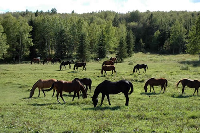 Wild Jobs Part Thirteen: Horse Rancher