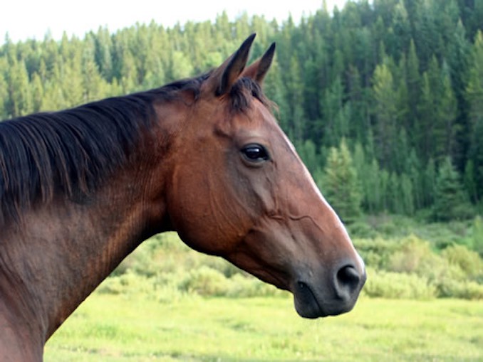 Wild Jobs Part Thirteen: Horse Rancher