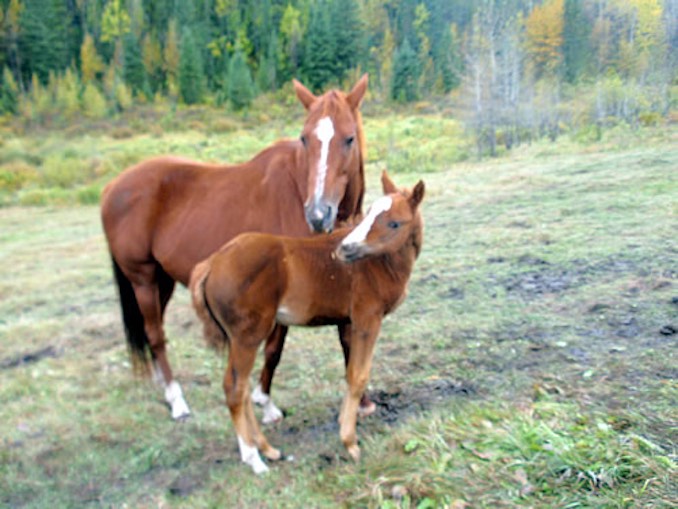 Wild Jobs Part Thirteen: Horse Rancher