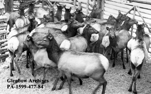 Bow Valley - Historical Photos from Canmore and the Bow Valley