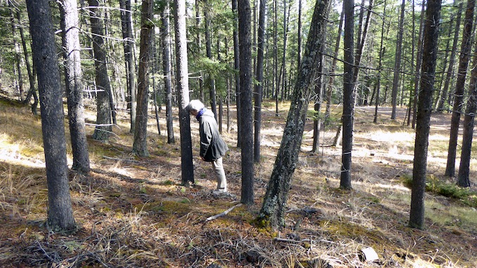 Daily Tree Leaning practice during an artist residency in Banff