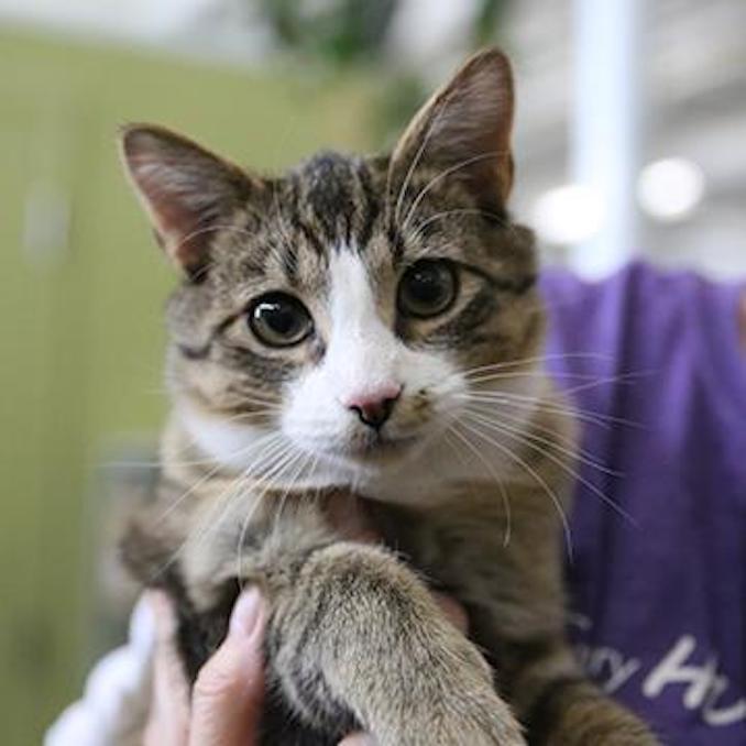 Tubby cat calgary