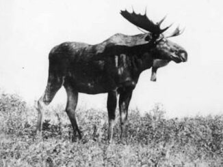 Historical Wildlife Photos From Across Alberta: Part Two
