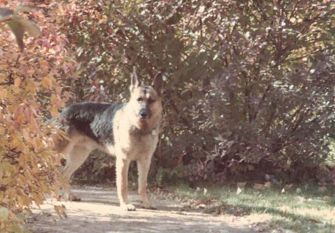 Lobo – the “real” star of my novels at Bowness Park