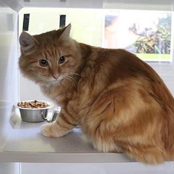 Liam orange cat calgary
