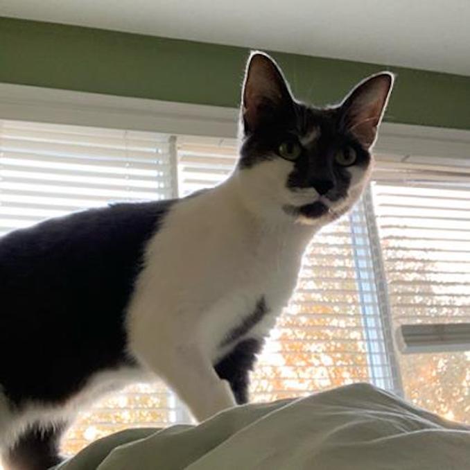 Greta-Nova the Cat is looking for a new home in the Calgary area