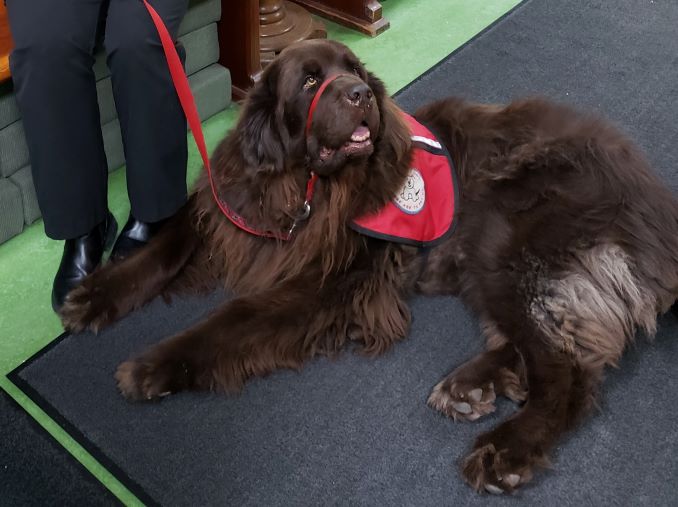 Brisk, current therapy dog for Bernies Buddies