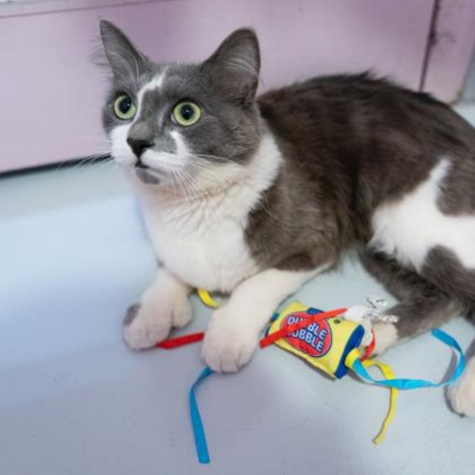 Mittens needs a home!