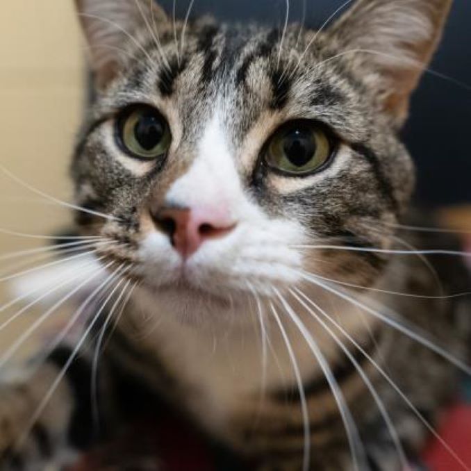 milo-the-cat-calgary-guardian