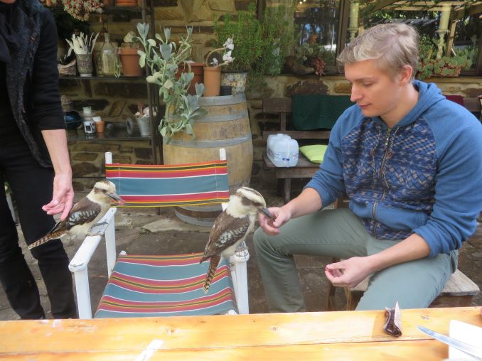 Feeding Kookaburra’s by hand! They’re beaks are super sharp and they spin their heads really fast and it makes a clacking sound. They are huge birds, with very good eyesight. Thanks Trevour and Leigh!
