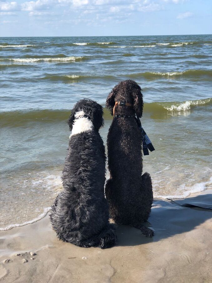 My two dogs, Beckham and Baxter who love me regardless of how the show goes!