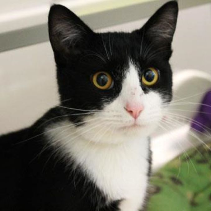 Lili the Cat Needs a New Furever Home in Calgary!