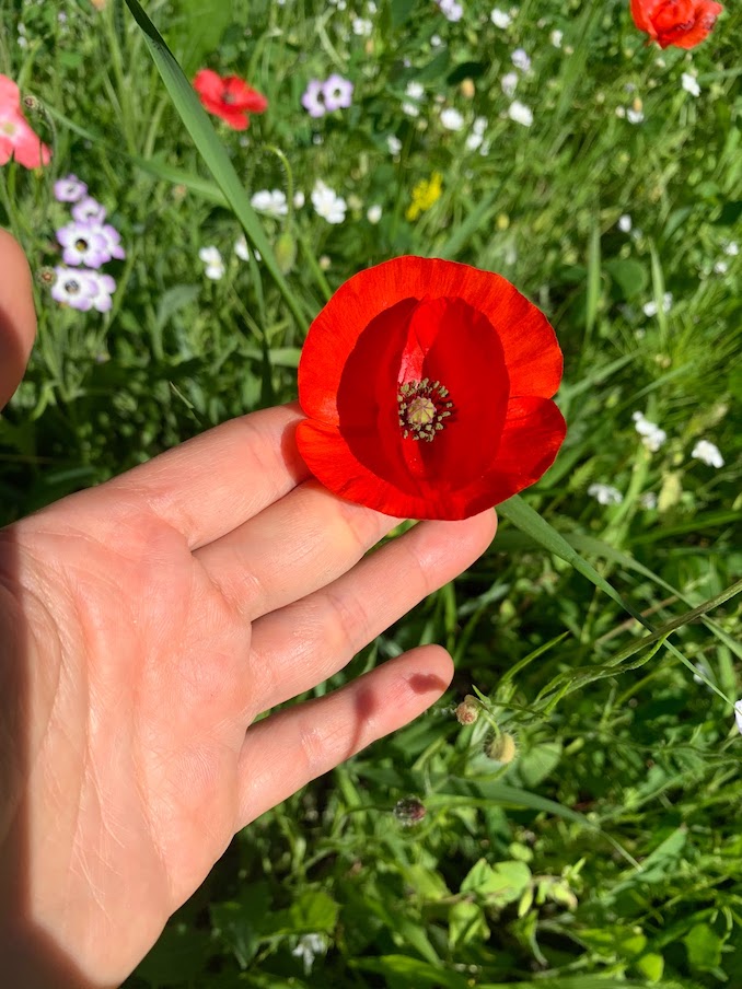 Last spring I threw a big bag of wildflower seeds on my yard, the reward was amazing. There will always be some difficult times in our life. I think trying to remember some of the beautiful things makes life a little bit easier. 